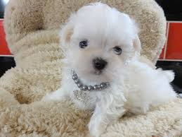 Quality family raised akc maltese puppies, they are very sweet and loving, current on all shots/wormings and come with health guarantee, please visit …. Teacup Maltese Puppy For Free Adoption Johannesburg Gauteng Pets Internet Ads South Africa S Online Classifieds And Accommodation Directory