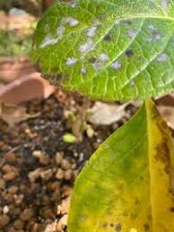 紫陽花の葉や茎が白くなります 西日も当たり 葉が黒く焼けてしまう事も Yahoo 知恵袋