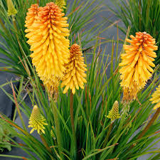 Image result for Kniphofia