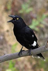 Pin By Kurdistan On Nature Australian Birds Birds Of Australia Australian Native Birds