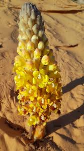 Image result for Cistanche