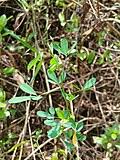 Image result for Crotalaria pallidicaulis