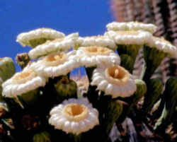 We did not find results for: Arizona State Flower Saguaro Cactus Blossom