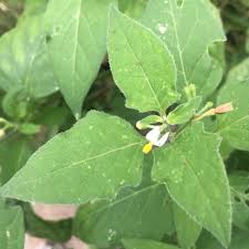 Image result for Solanum chenopodioides