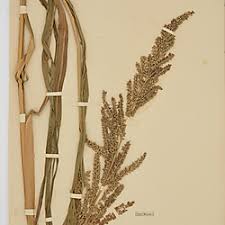 Image result for Echinochloa pyramidalis