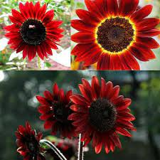 Misalnya bunga matahari adalah bunga berwarna oranye dan kuning, bunga mawar berwarna merah, serta bunga melati warnanya putih. Amefurashi Bibit Benih Seeds Bunga Matahari Velvet Queen Sunflower Merah Mudah Tumbuh Shopee Indonesia