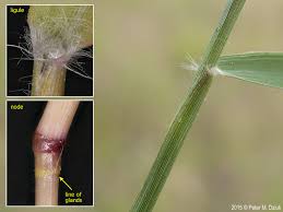 Image result for Eragrostis cilianensis