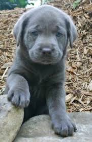 Black labrador retrievers, or just plain black labs, are one of the most commonly owned dogs in the us. 100 Silver Labrador Puppies Ideas Puppies Labrador Silver Lab Puppies