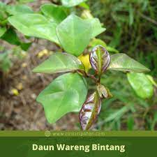 Secara umum, tanaman bonsai dibuat sebagai miniatur dari bentuk asli pohon tua besar di habitat aslinya sebagai hiasan dan sebagai tujuan pembelajaran. Ciri Ciri Pohon Wareng Gmelina Di Alam Liar Ciriciripohon Com