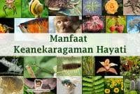 Itulah beberapa kebutuhan dasar manusia menurut para ahli, pada dasarnya kebutuhan dasar manusia merupakan kebutuhan yang harus dipenuhi oleh mansuia untuk kelangsungan hidupnya di muka bumi ini. Kebutuhan Dasar Manusia Pengertian Macam Faktor Model