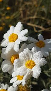 زهرة الأ ق ح و ان Flowers Beautiful Pictures Daisy