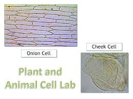 Plant and animal cell experiment. Plant And Animal Cell Lab Ppt Video Online Download