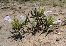 Image result for Blepharis