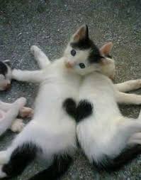  Gatos Con Manchas En Forma De Corazon Piaraan Foto Kucing Lucu Kucing Cantik