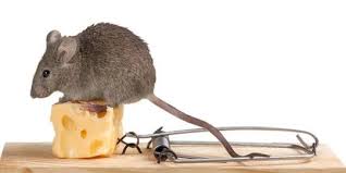 Cuka, kelemahan tikus curut yang paling besar! Cara Mengusir Tikus Dengan Bahan Alami Paling Ampuh Tanpa Racun Berbahaya Merdeka Com