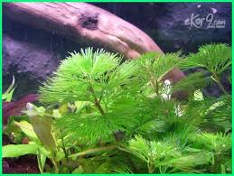 12 Tanaman Yang Cocok Untuk Kolam Ikan Koi Dunia Fauna Hewan Binatang Tumbuhan Tanaman Air Planted Aquarium Menanam