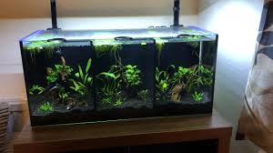 I had it on my channel before but for some reason it disapeared. Aqua One Betta Trio Tank By Hulltiger Aquatics