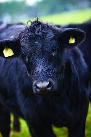 He was instrumental in selecting the best black. Aberdeen Angus At Daylesford Farm Fluffy Cows Aberdeen Angus Beef Cattle