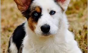 The welsh corgi is a loving and affectionate breed who will be a puppy at heart for its entire life. Corgi Puppies Az Craigslist Royal Hearts Corgis