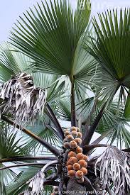 Image result for Borassus aethiopum