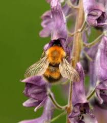Image result for Bombus consobrinus