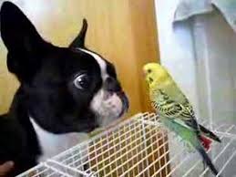 Boston Terrier Trying To Lick A Parakeet Video Boston Terrier Boston Terrier Dog Boston Terrier Puppy
