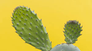 Cactus is the equivalent to le cactus in french, and i'm pretty sure you've heard it many times before already. Swear Words Central Your Hub For Insults Obscenities And Taboos In Other Languages