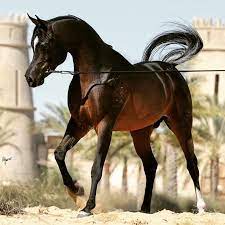 349 likes 2 comments اسب آریایی asb ariyayi on instagram رویال الکورز beautiful arabian horses most beautiful horses horses