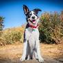 australian shepherd from www.orvis.com