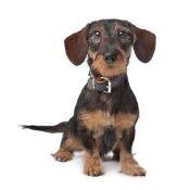 Check spelling or type a new query. Miniature Dachshund Puppies For Sale Cute Smart Healthy Vip Puppies