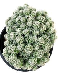 Image result for Cayratia gracilis