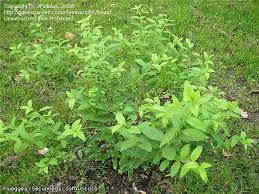 Image result for Flueggea