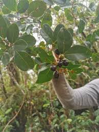 Image result for Stadmannia