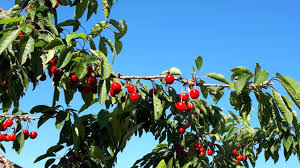 Wann kann man kirchen ernten? Kirschen Obst Und Gartenbauverein Wurmberg E V