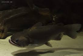 A catfisher may choose to use their own photos yet pretend to be a different age, sex, profession, in a different location, and be single when they. Asterophysus Batrachus Gulper Catfish Seriously Fish