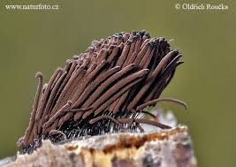 Image result for Stemonitis fusca