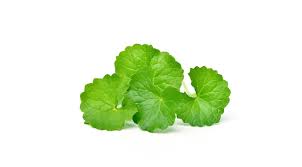 Image result for Centella glabrata