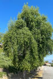 Image result for Quillaja saponaria