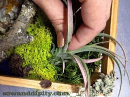 Dress up sitting room walls, hallways and even outdoor patio fences with a framed green accent. Diy Living Wall With Air Plants