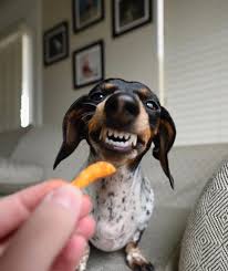 Dogstreettees Com Dachshund Dog Dachshund Dogs