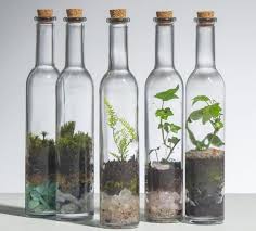 Terrarium Plante Les Plus Beaux Modeles Pour Votre Interieur Jardin De Verre Terrariums Diy Et Jardins