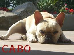 Is a local french bulldog breeder with a variety of puppies for sale. French Bulldog Breeders Near You With Puppies For Sale