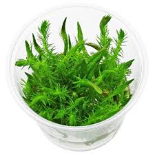 Image result for Mayaca