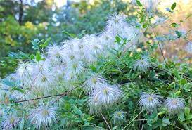 Clematis vines of different varieties can overwinter in a wide range of climates, from u.s. Clematis Sexy Seedheads But Where S The Seed A Way To Garden