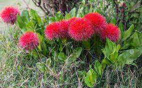 Image result for Scadoxus multiflorus