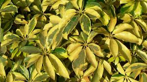 Umbrella trees, while native to australia, are invasive outside north queensland. Umbrella Tree The Best Ways To Grow Scheffleras Epic Gardening