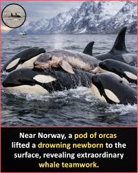 The Power of Orca Teamwork: A Heartwarming Story of Family, Unity, and ...