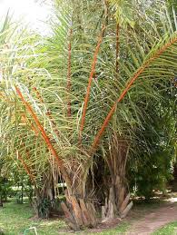 Image result for Raphia gentiliana