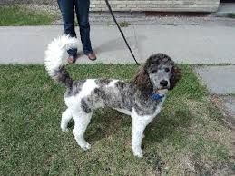 Black And White Tuxedo Standard Poodle Available Puppies Puppies Pet Dogs Puppy Pictures