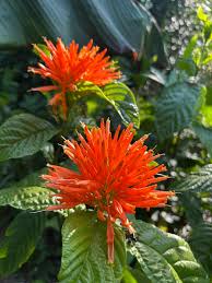 Image result for Justicia spicigera